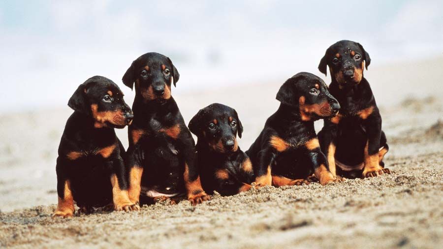 Doberman Puppies for Sale: A Guide to Finding Your New Furry Companion